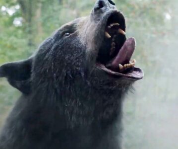 CRÍTICA: Oso Intoxicado – Efectivamente, es un oso que aspira droga
